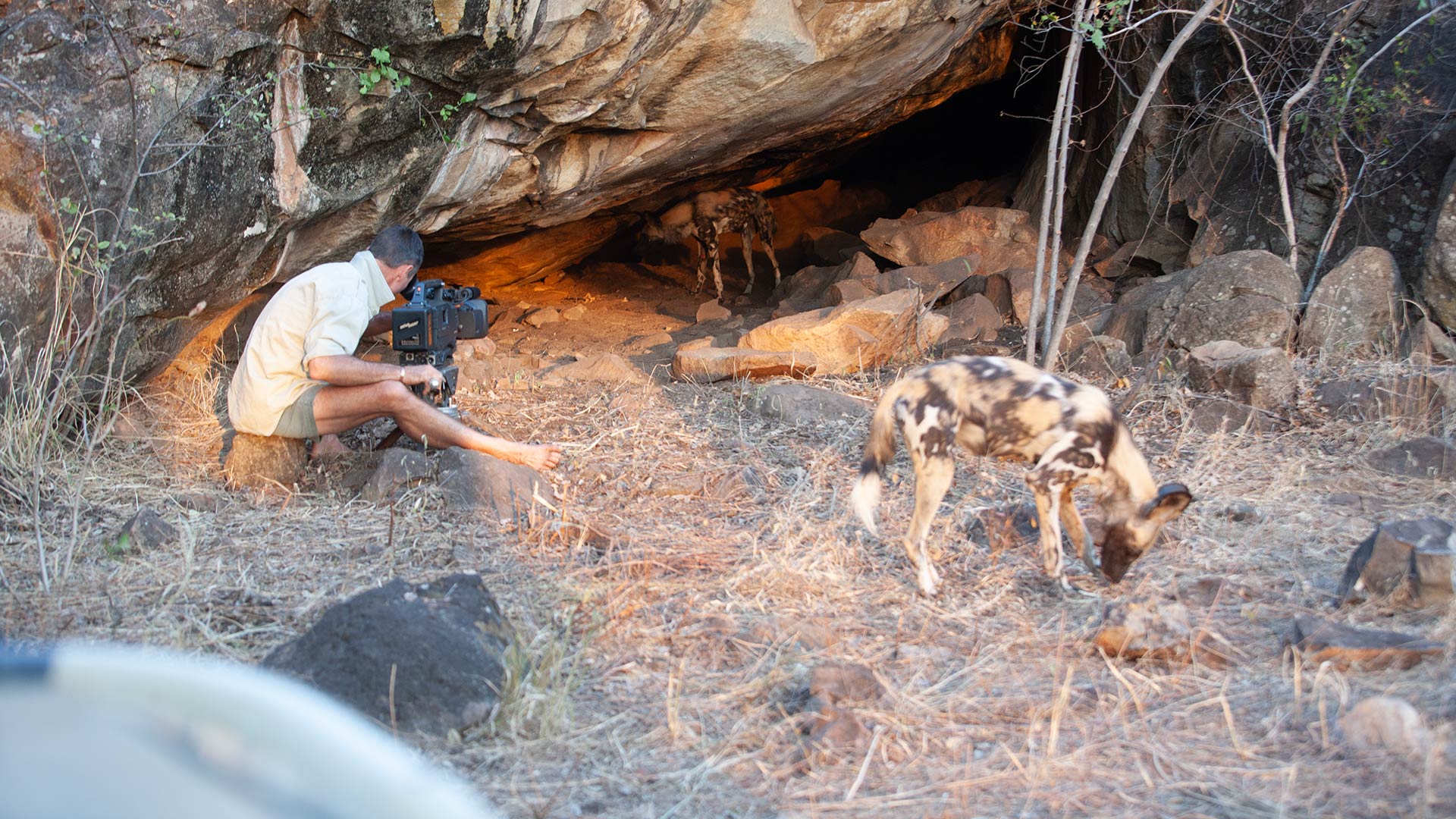 kim wolhuter filming wild dogs in cave