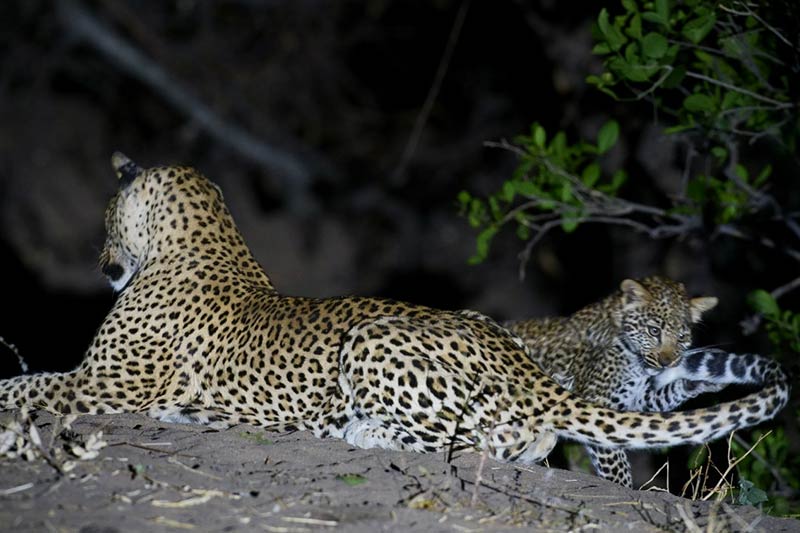 Night filming leopards - mum and cub