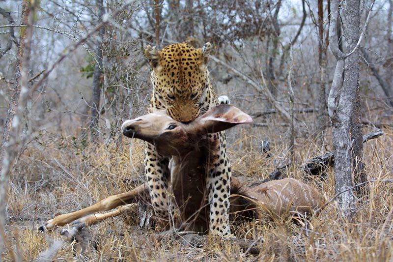 Tjololo the leopard with its kill