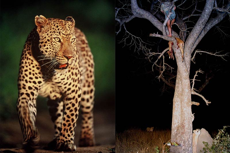 Tjololo the leopard