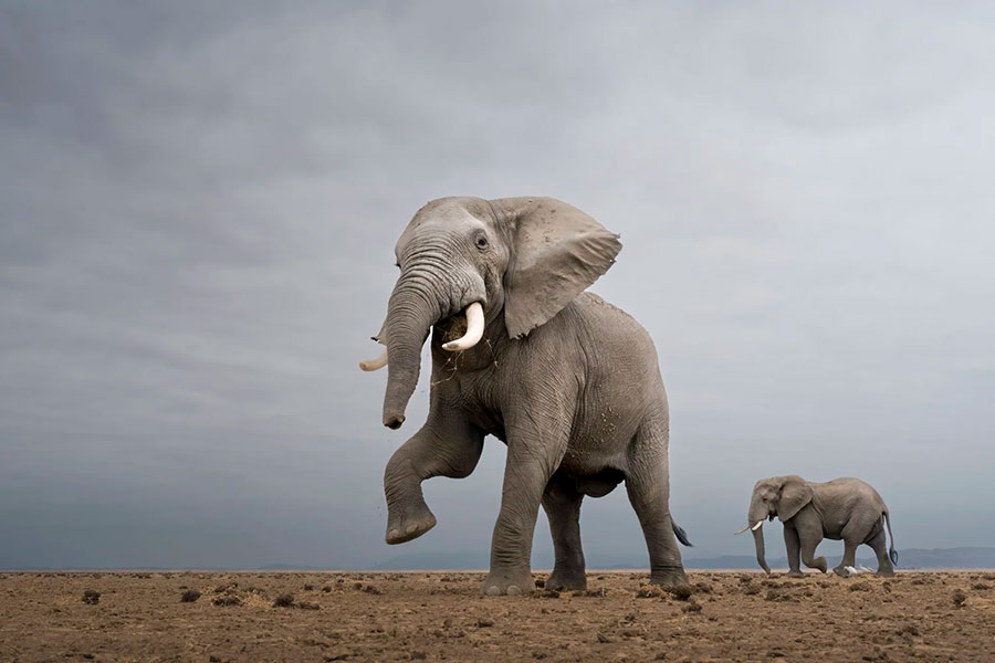 amboseli-photo-safari-elephants-craig-+100
