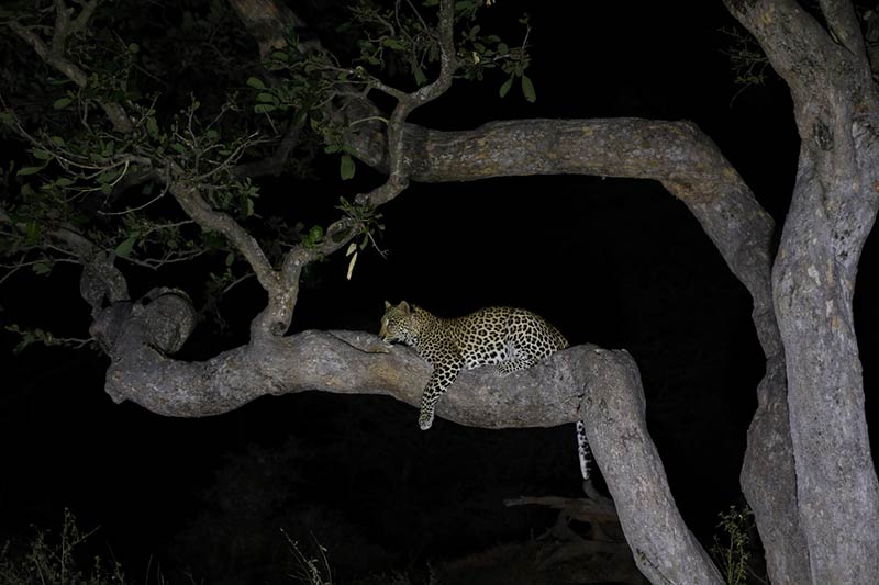 filming leopards in Namibia