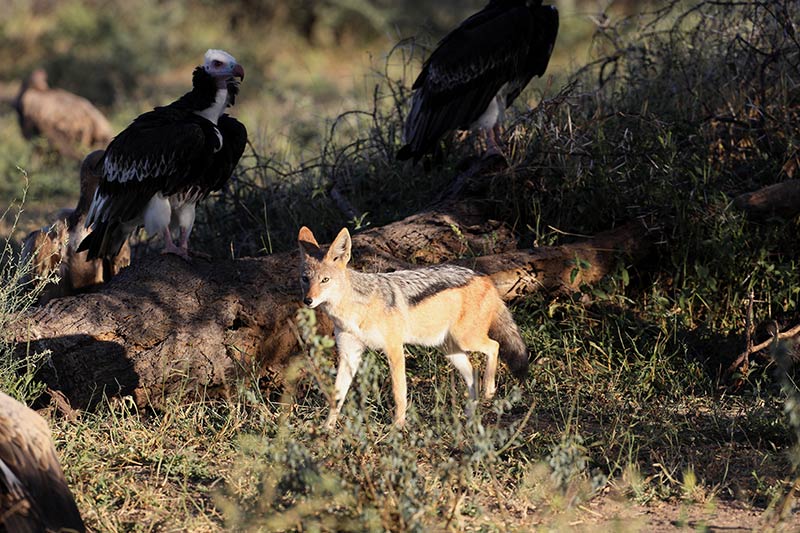 photo of vultures and a jackal