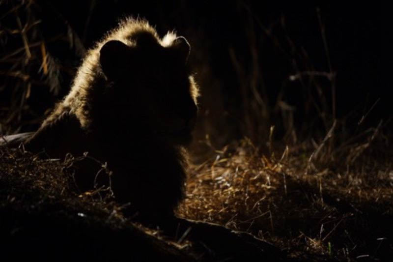 hyena at night