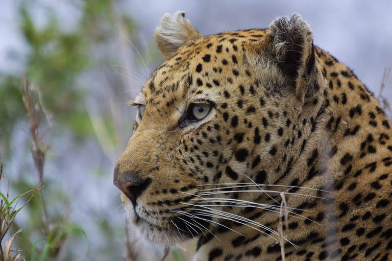 close up head shot of a leopard in the wild